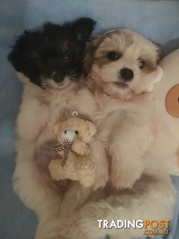 *UPDATE ONLY 1 LITTLE BOY LEFT BEAUTIFUL MALTESE X SHIH-TZU, $1000