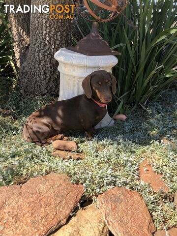 3 Adorable Mini Dachshunds