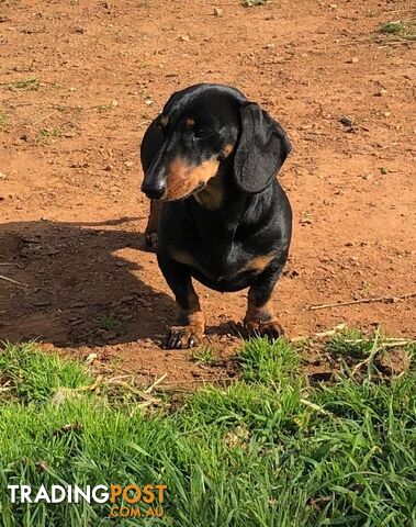 3 Adorable Mini Dachshunds