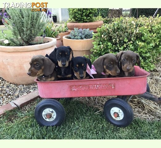 3 Adorable Mini Dachshunds