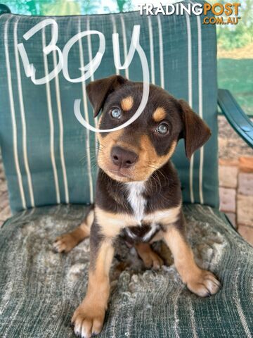 Purebred Kelpie Puppies