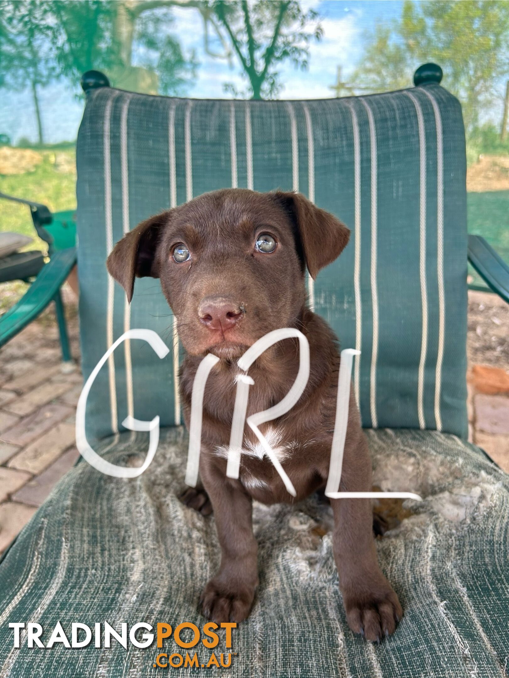 Purebred Kelpie Puppies