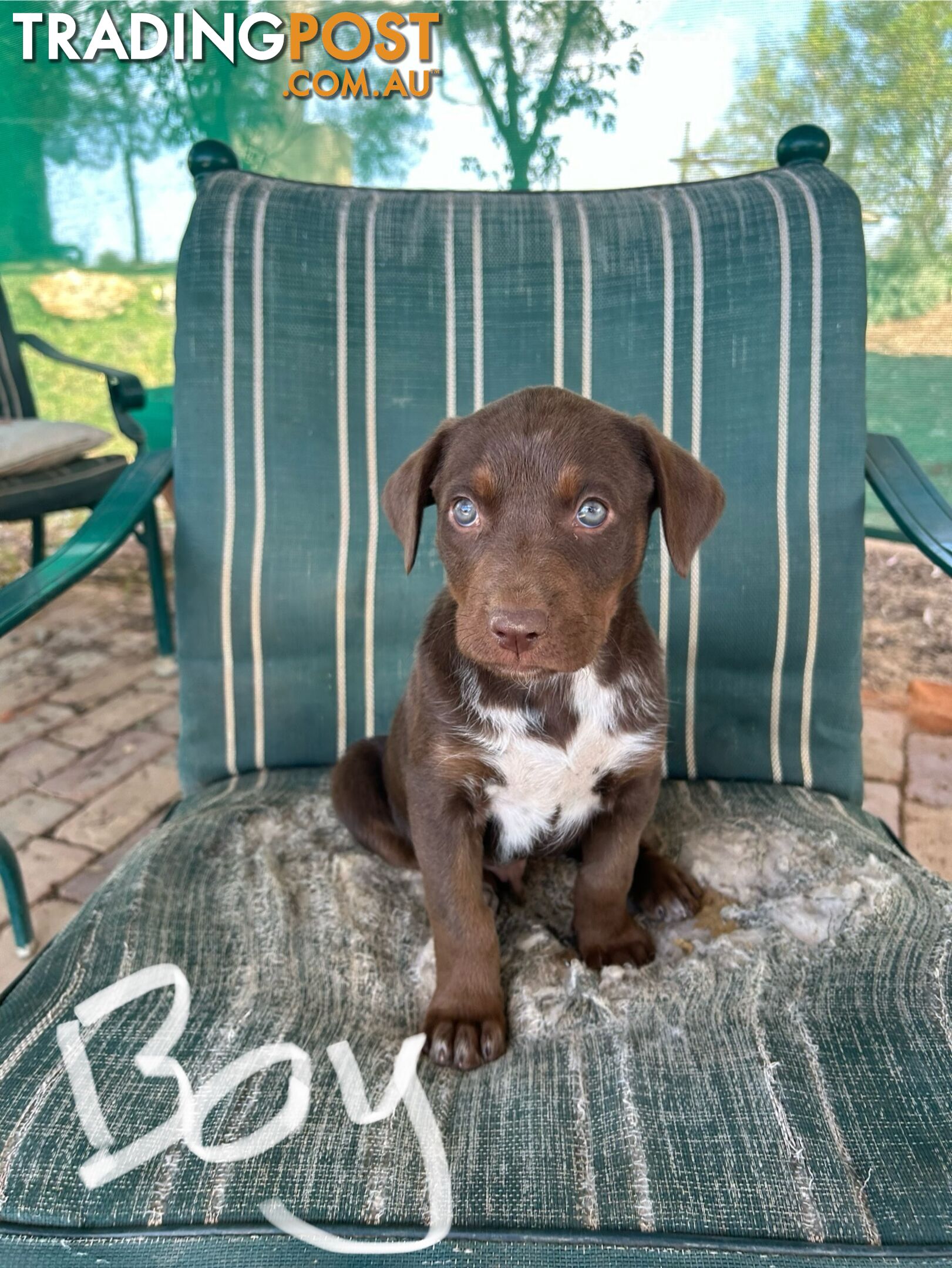 Purebred Kelpie Puppies