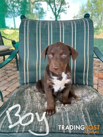 Purebred Kelpie Puppies