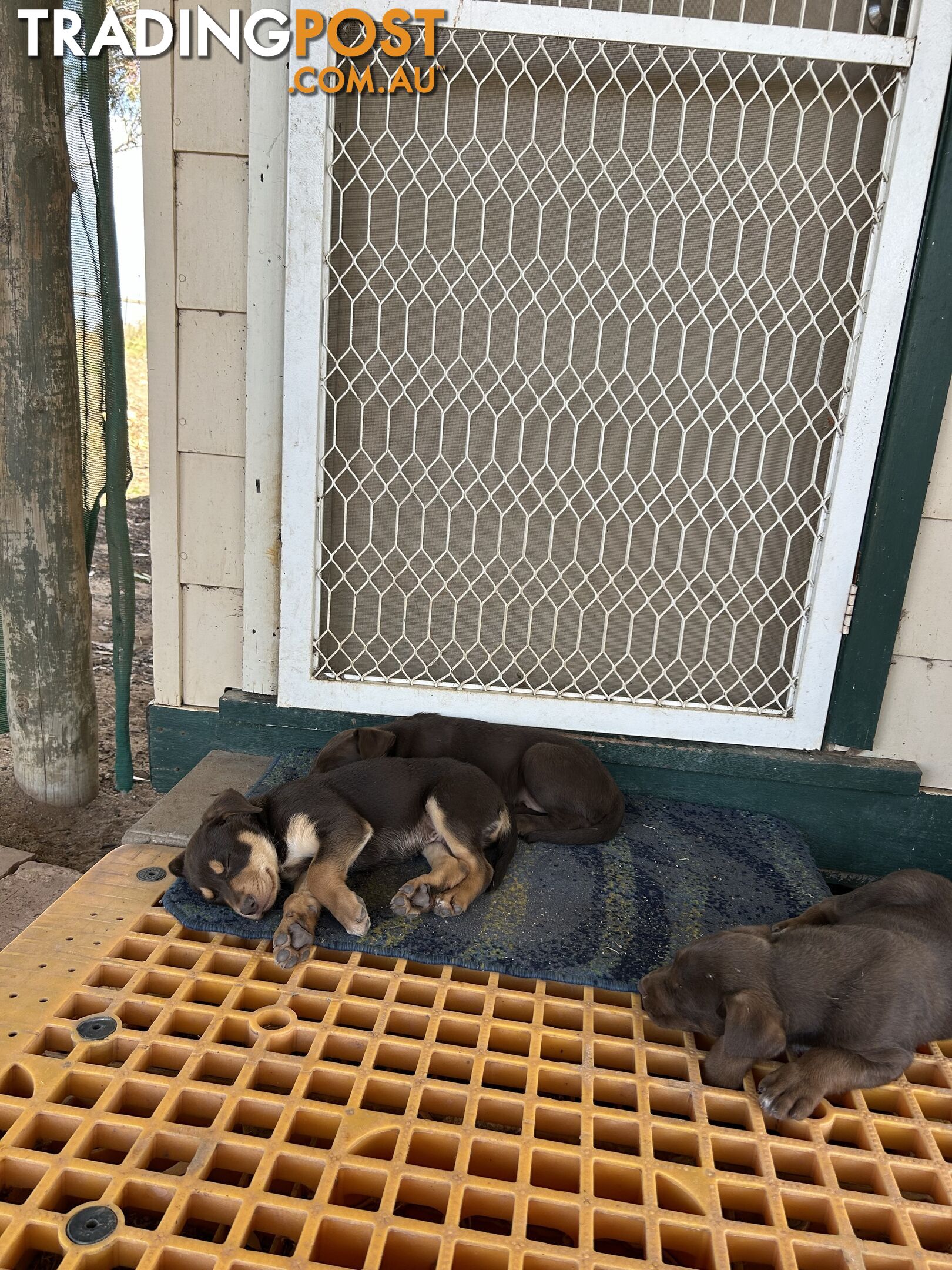 Purebred Kelpie Puppies