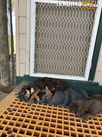 Purebred Kelpie Puppies