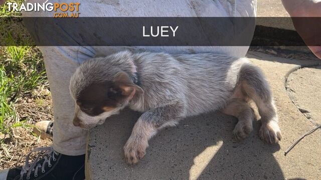 Cattle Dog pups