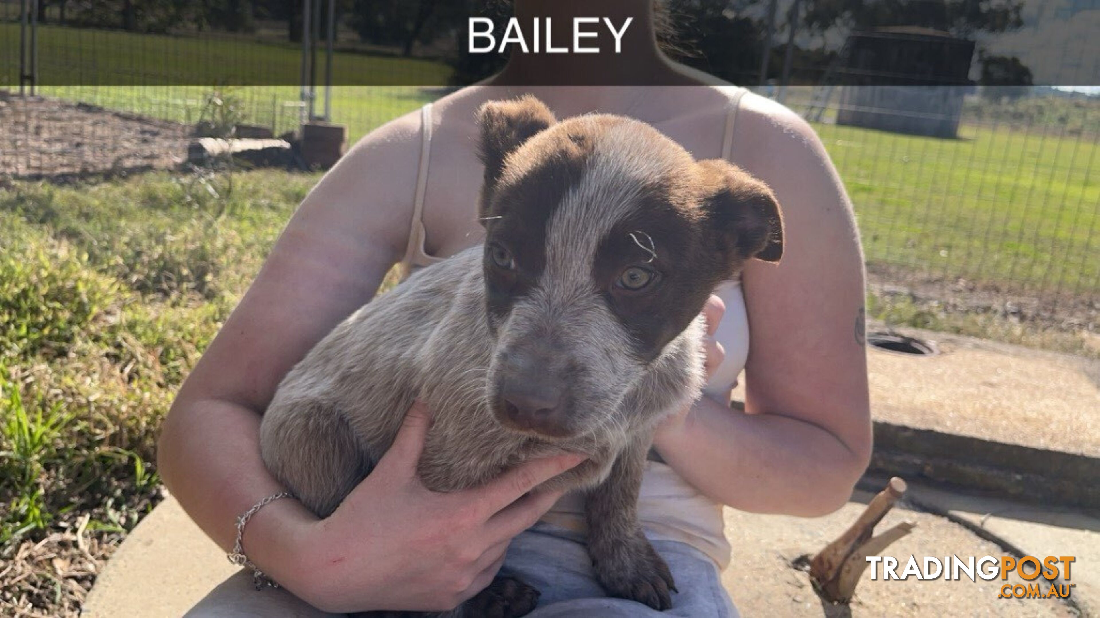 Cattle Dog pups