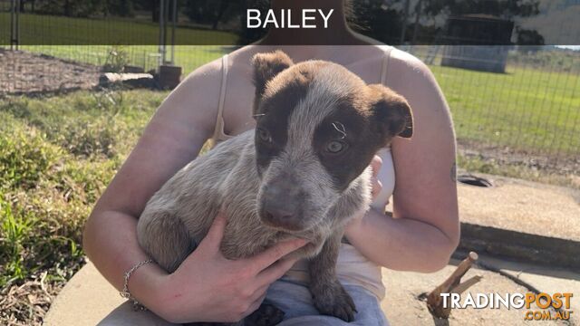 Cattle Dog pups