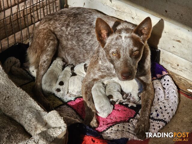 Cattle Dog pups