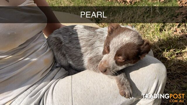 Cattle Dog pups