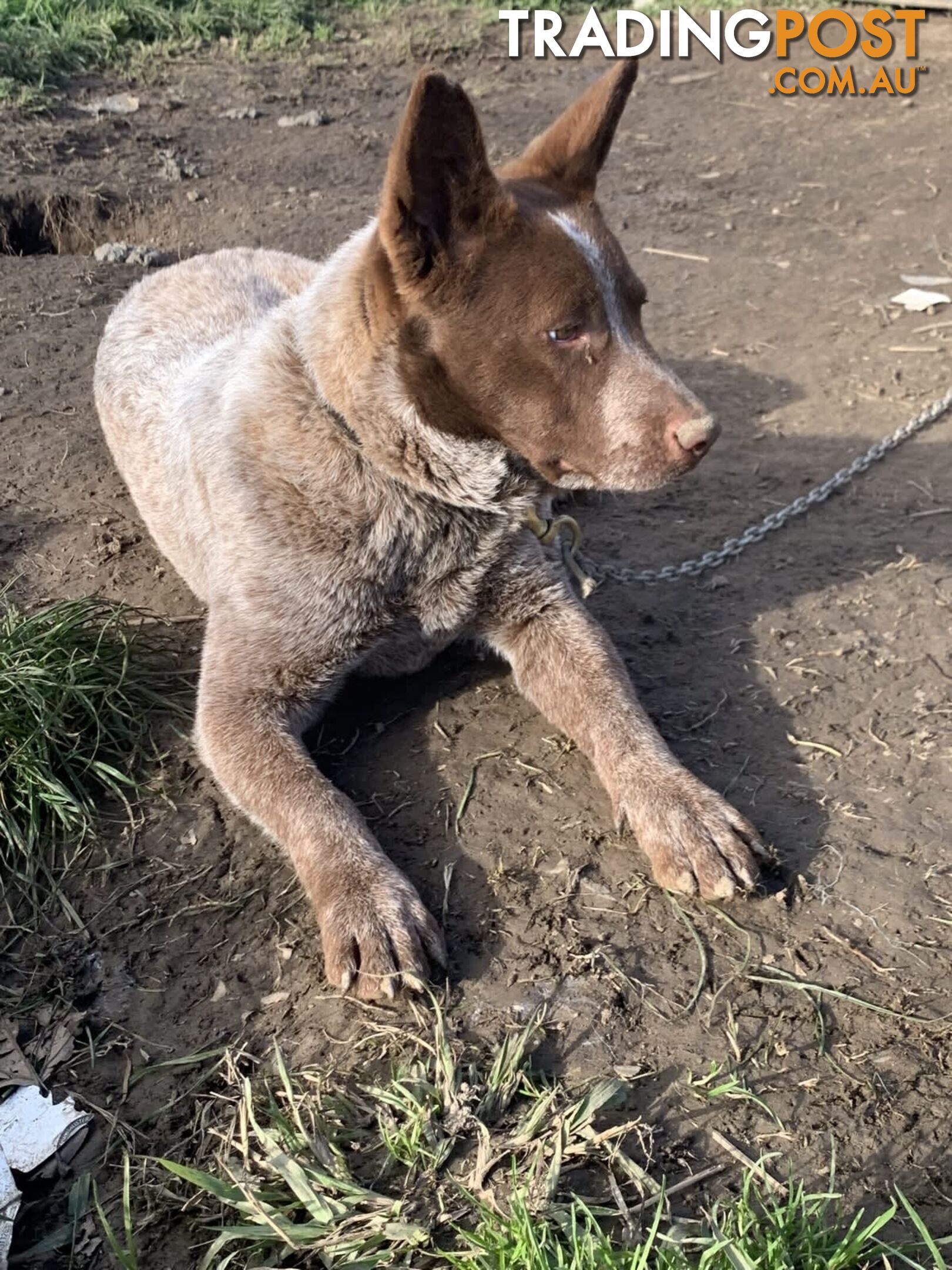 Cattle Dog pups