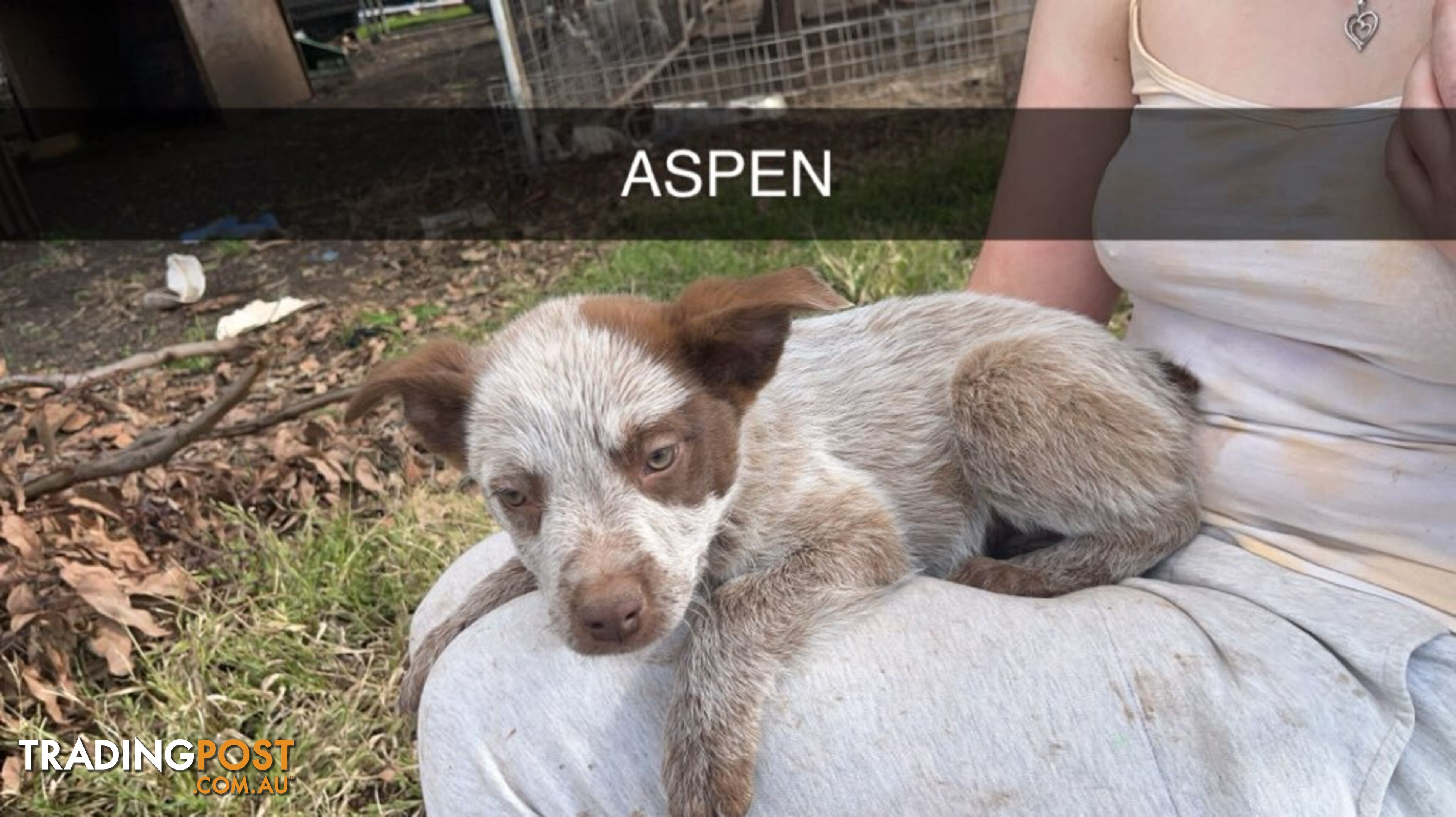 Cattle Dog pups