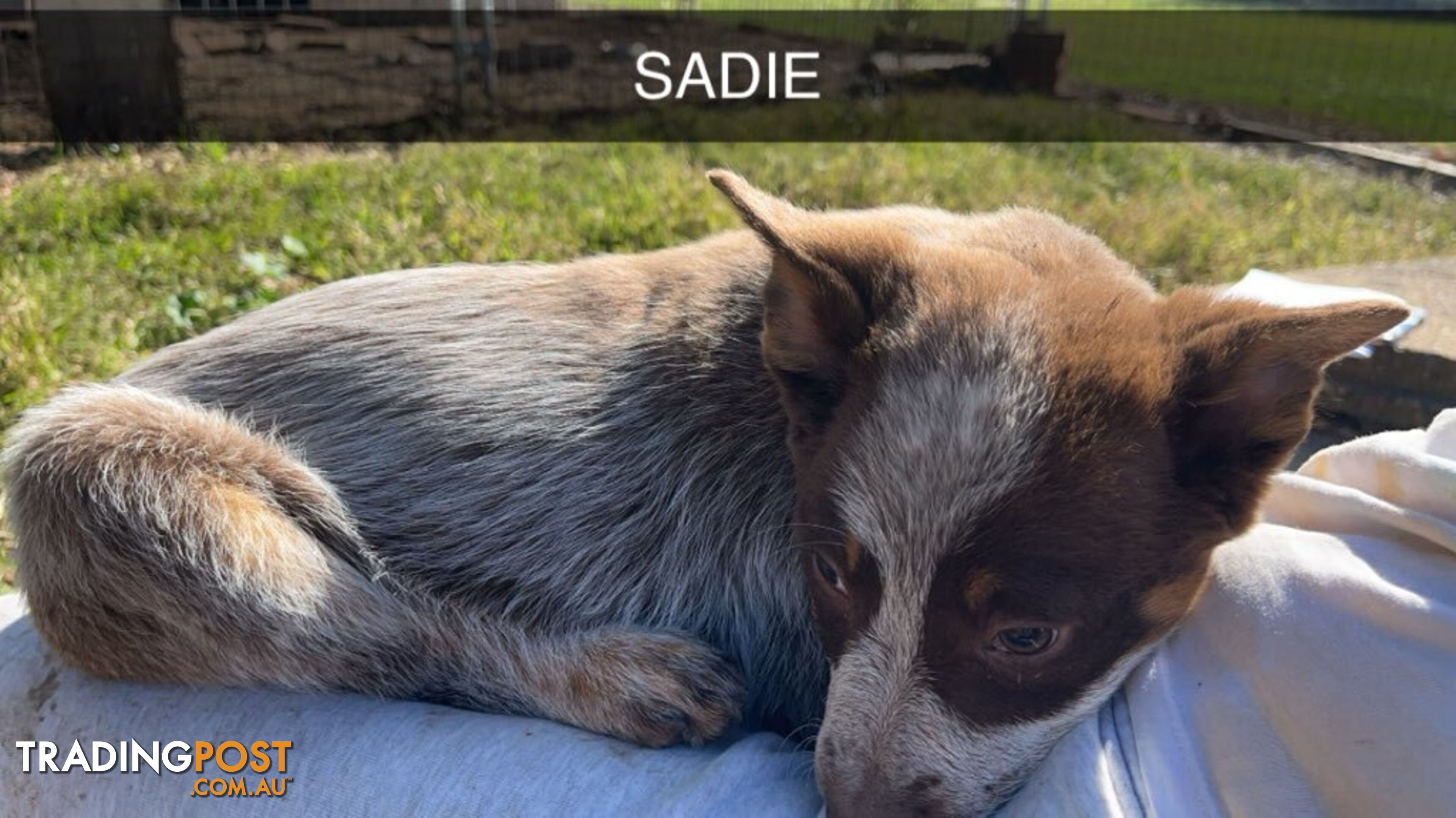 Cattle Dog pups