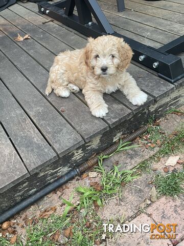 Beaglier cross toy poodle puppies