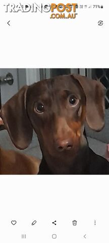 Dachshund 20mths, choc/Tan Male.