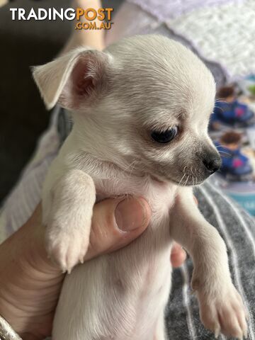 Chihuahua pure breed smooth coat pure white