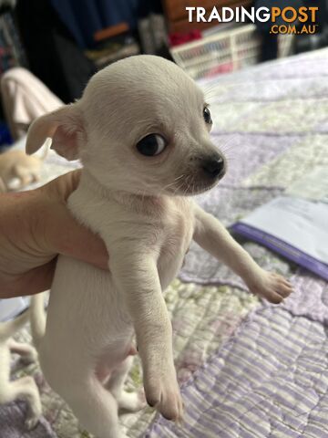 Chihuahua pure breed smooth coat pure white