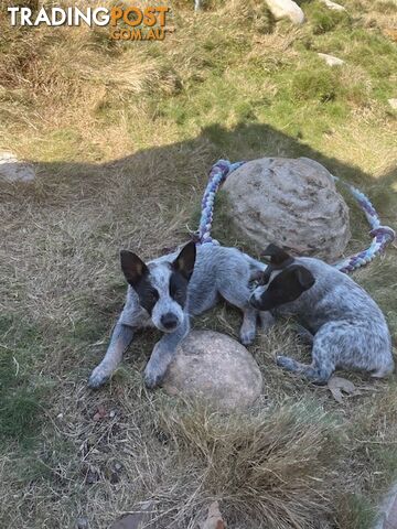 Australian Cattle Pups