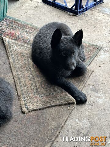 Black pure breed German Shepherd Puppies