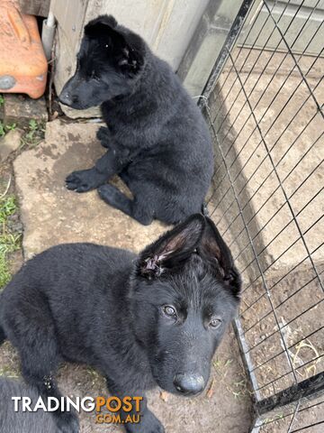 Black pure breed German Shepherd Puppies