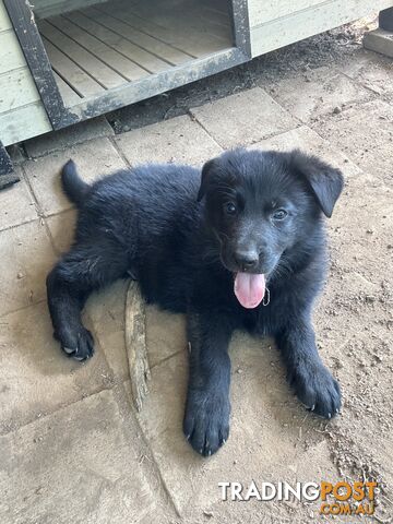 Black pure breed German Shepherd Puppies