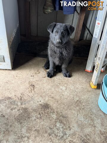 Black pure breed German Shepherd Puppies