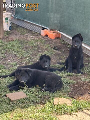 Black pure breed German Shepherd Puppies