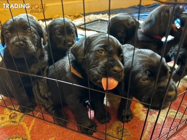 Labrador Puppy For Sale