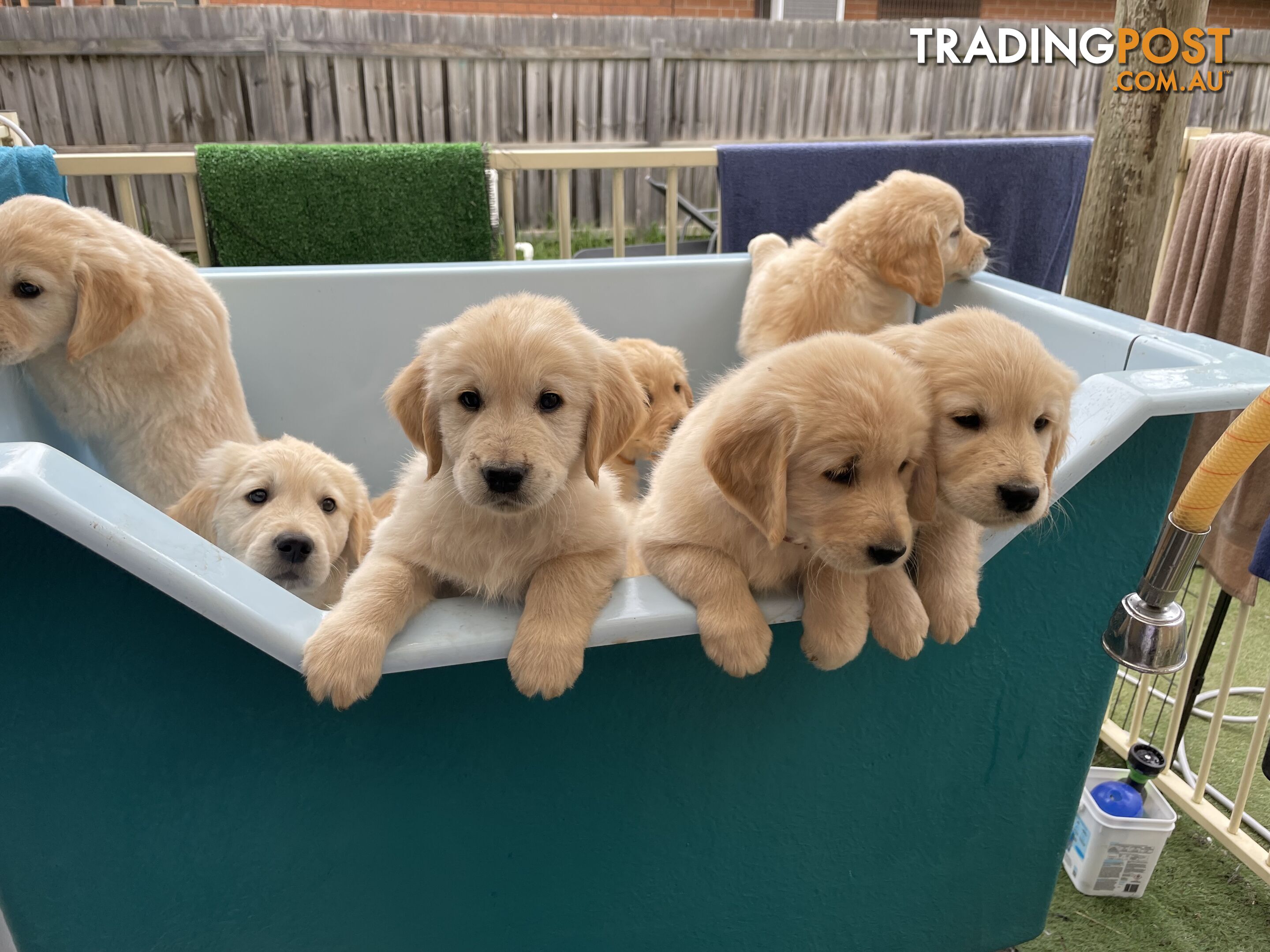 Golden Retriever pups -ready now