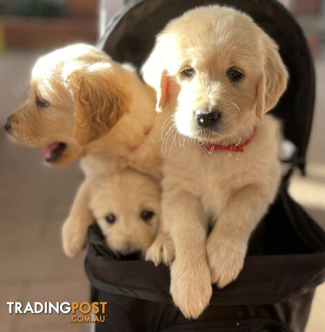 Golden Retriever pups -ready now