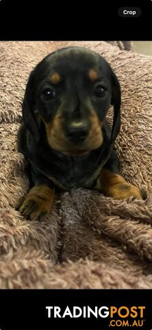 Beautiful Mini Dachshund Puppies Looking For Their New Homes Now!