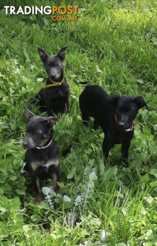 Kelpie puppies