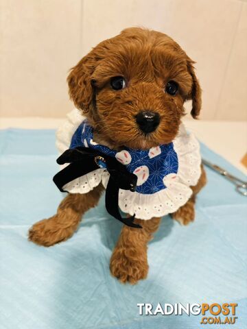Stunning toy poodle