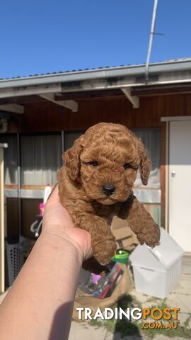 Stunning toy poodle
