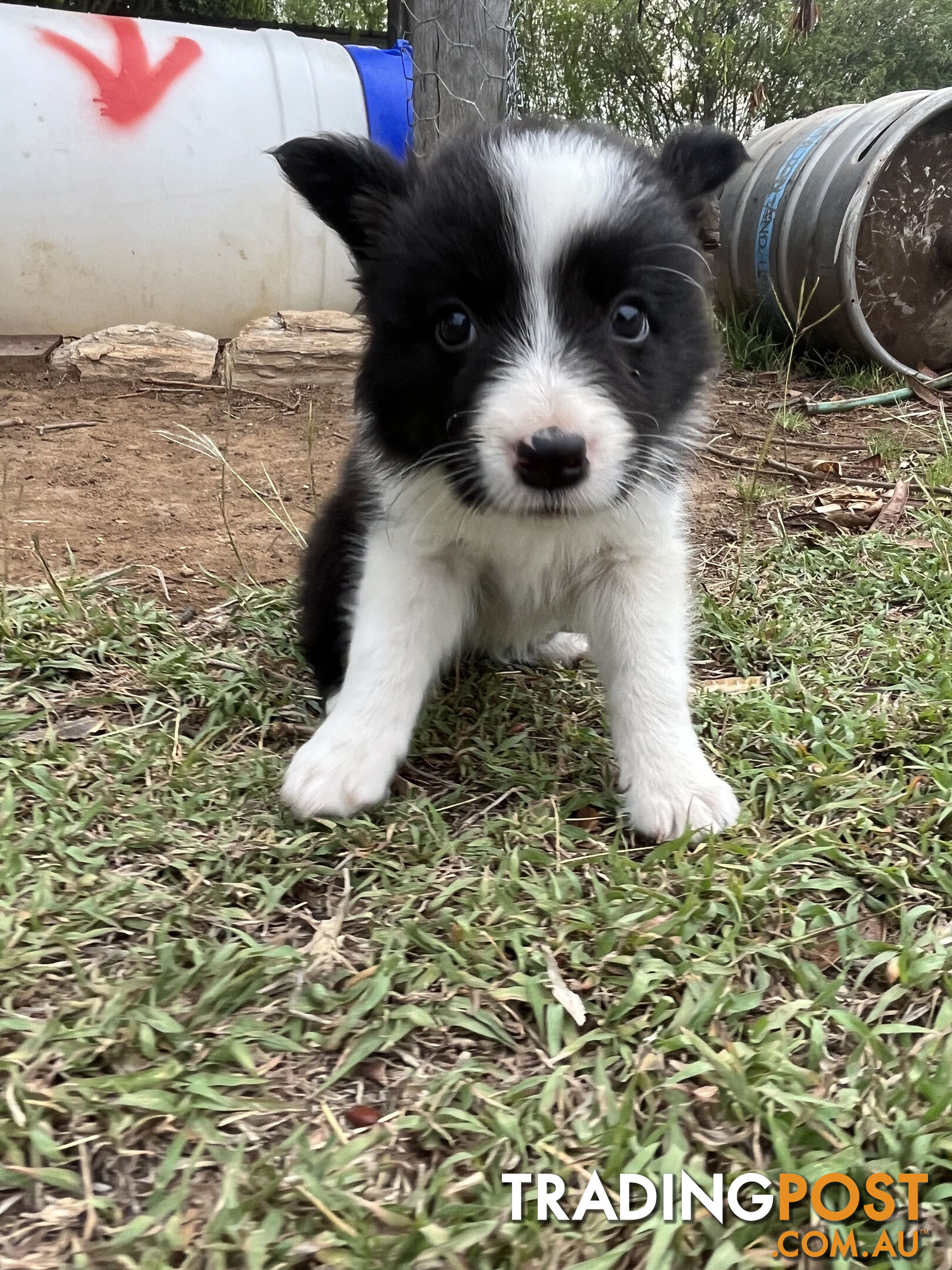 Border Collie puppies