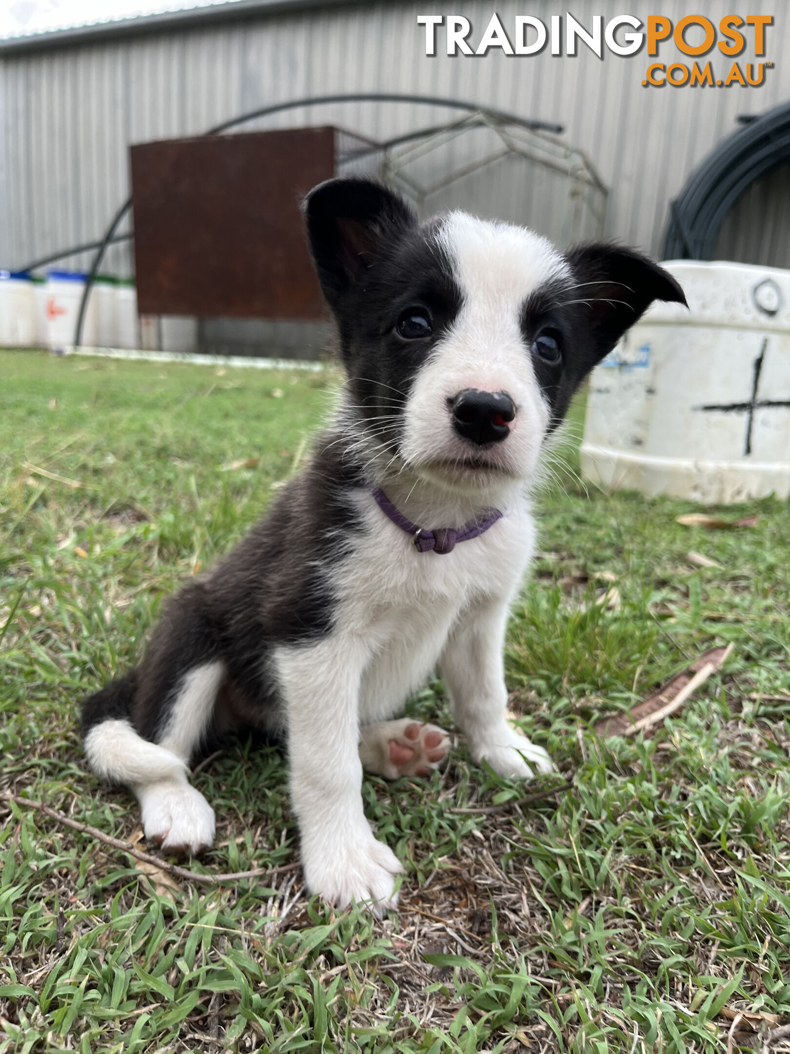 Border Collie puppies