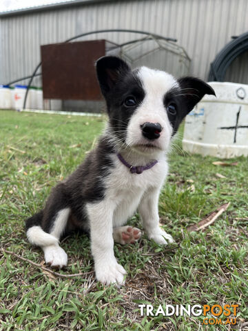 Border Collie puppies