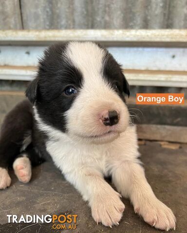 Border Collie puppies