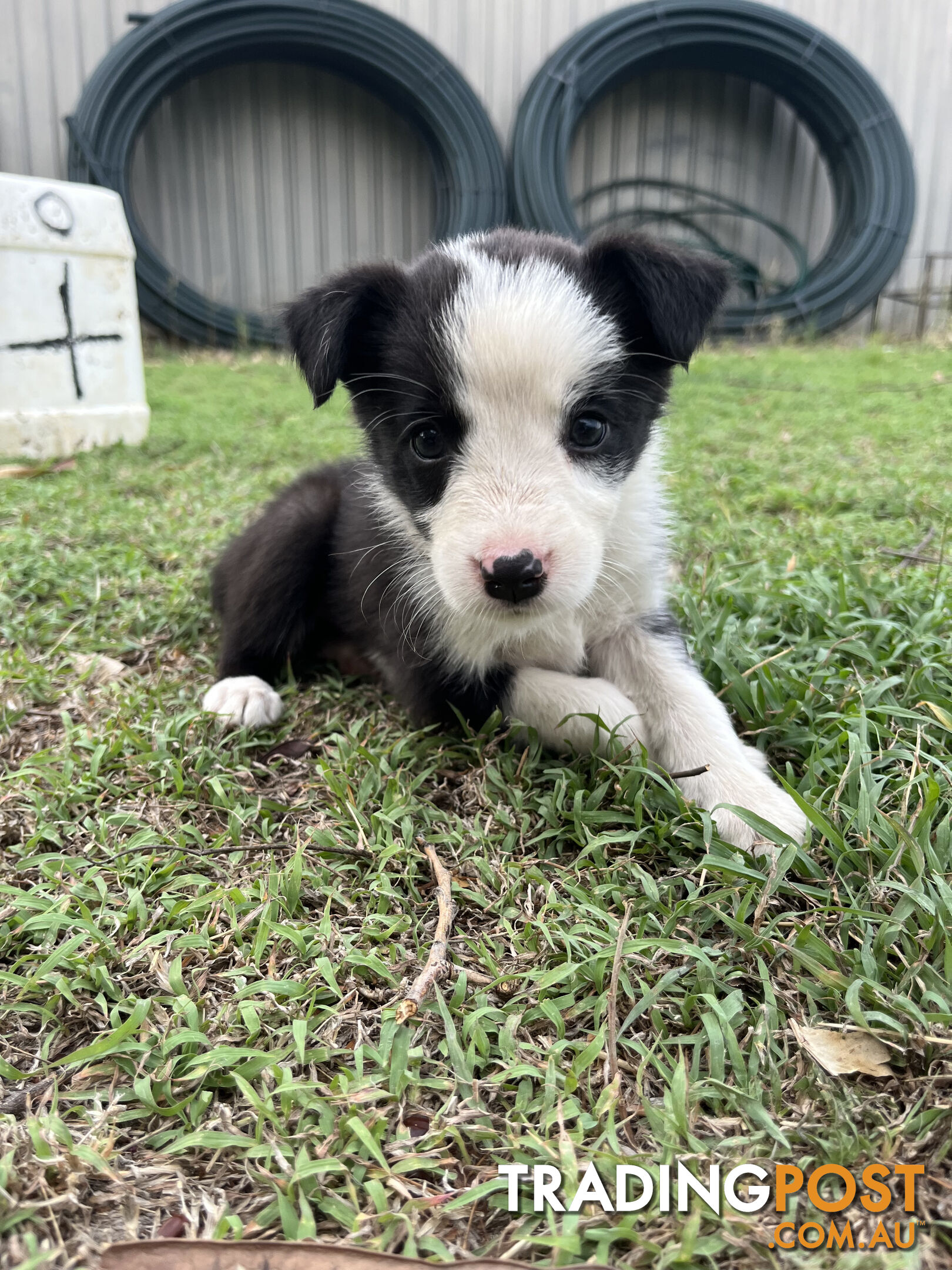 Border Collie puppies