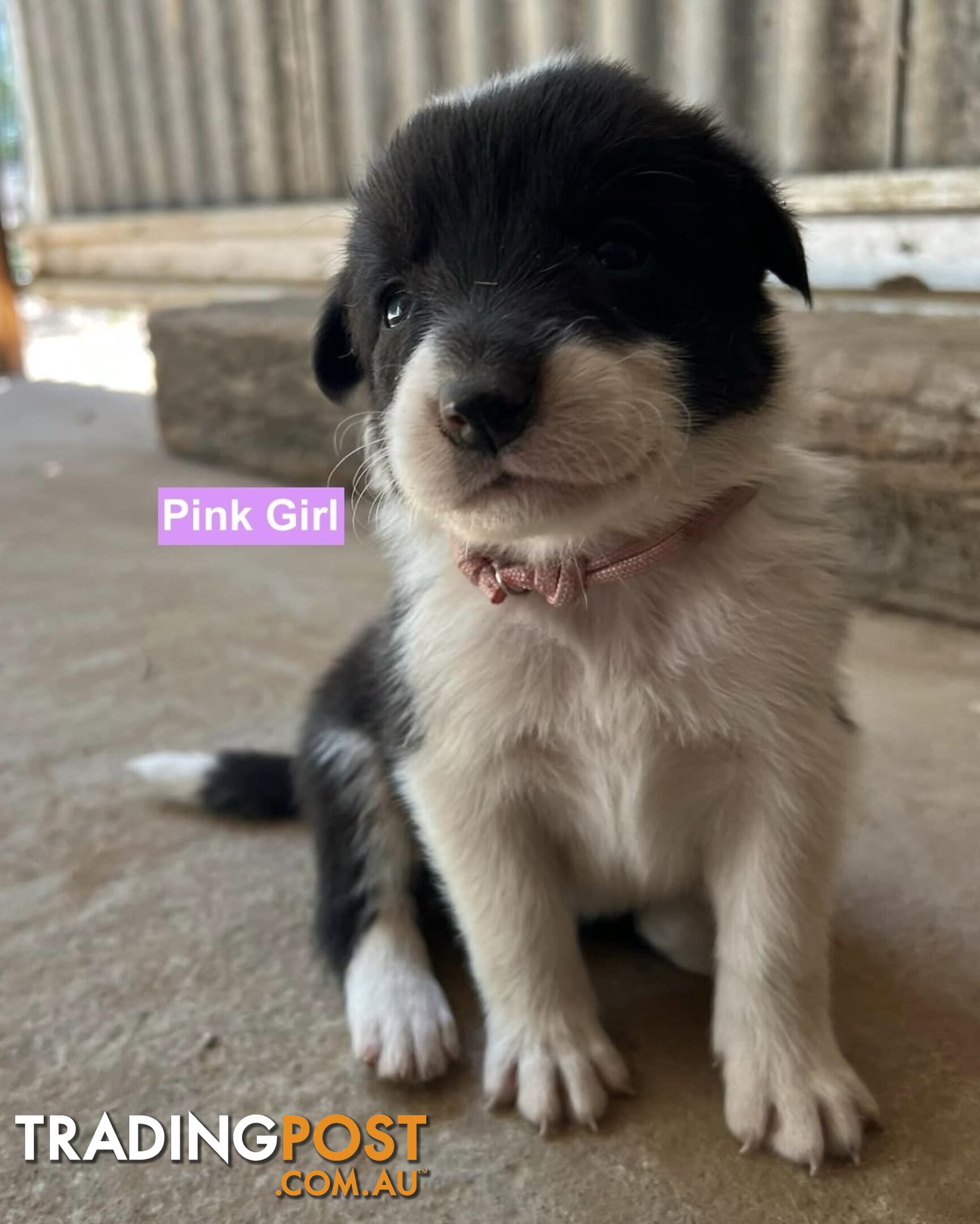 Border Collie puppies