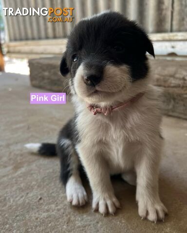 Border Collie puppies