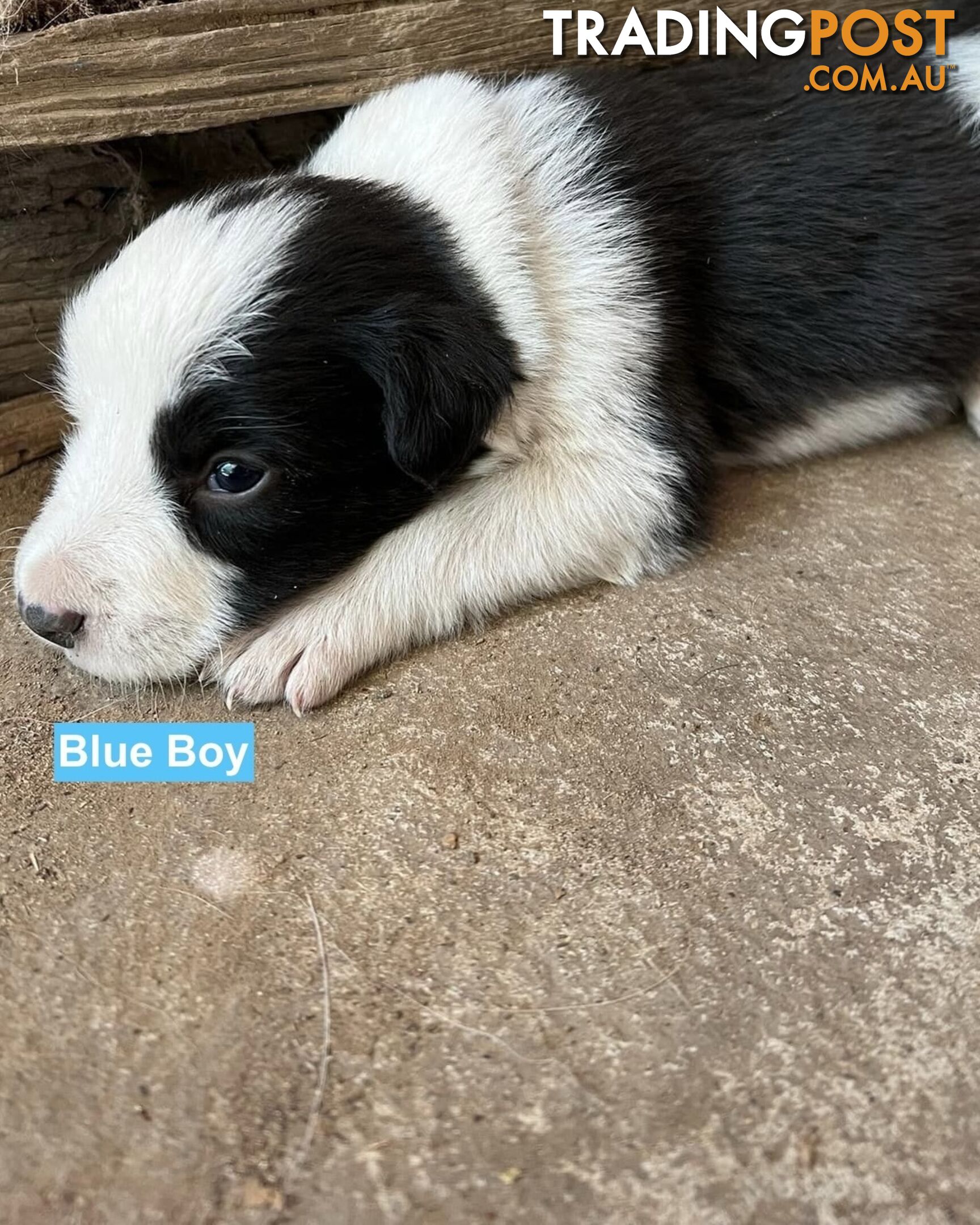 Border Collie puppies