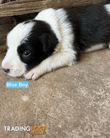 Border Collie puppies