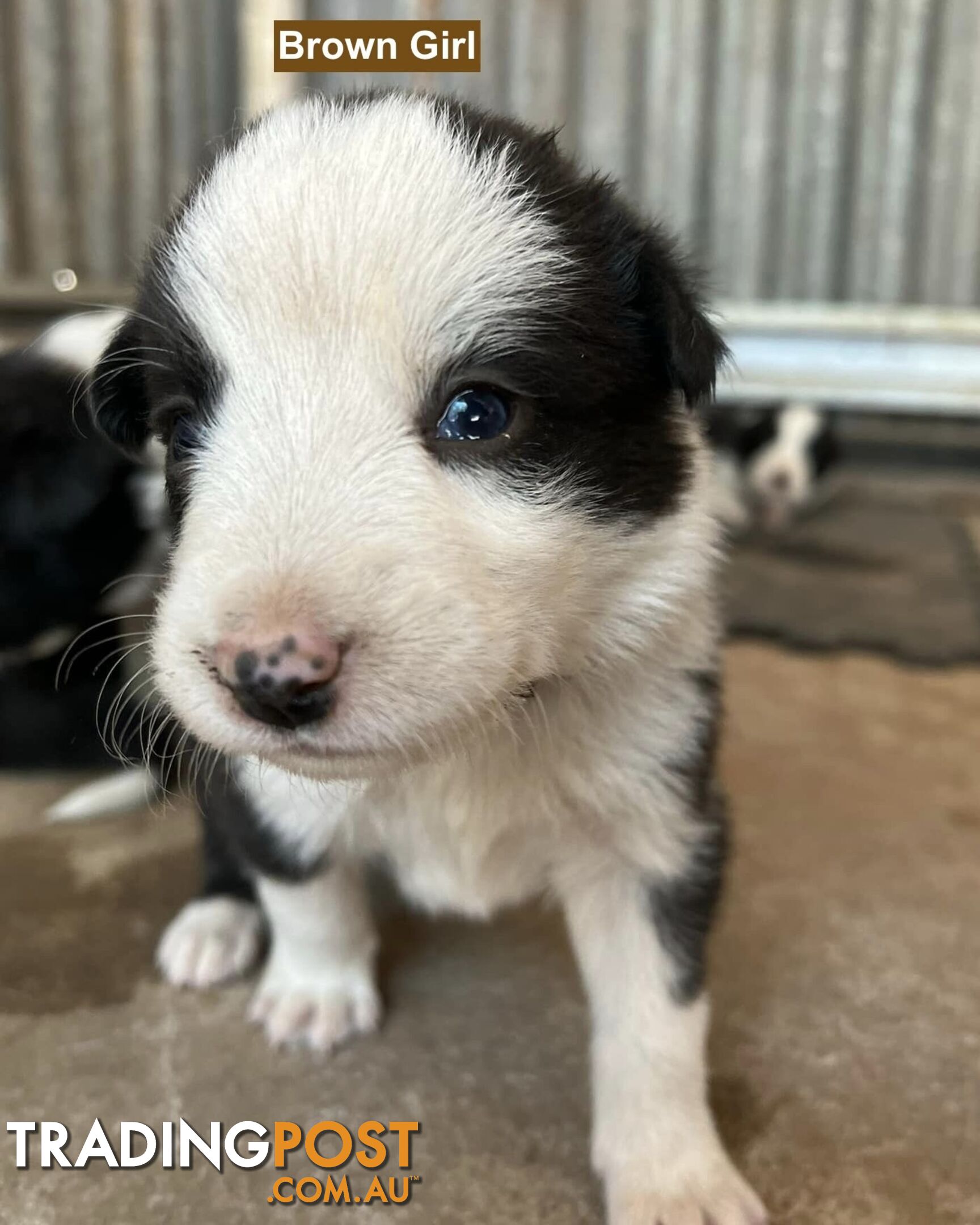 Border Collie puppies