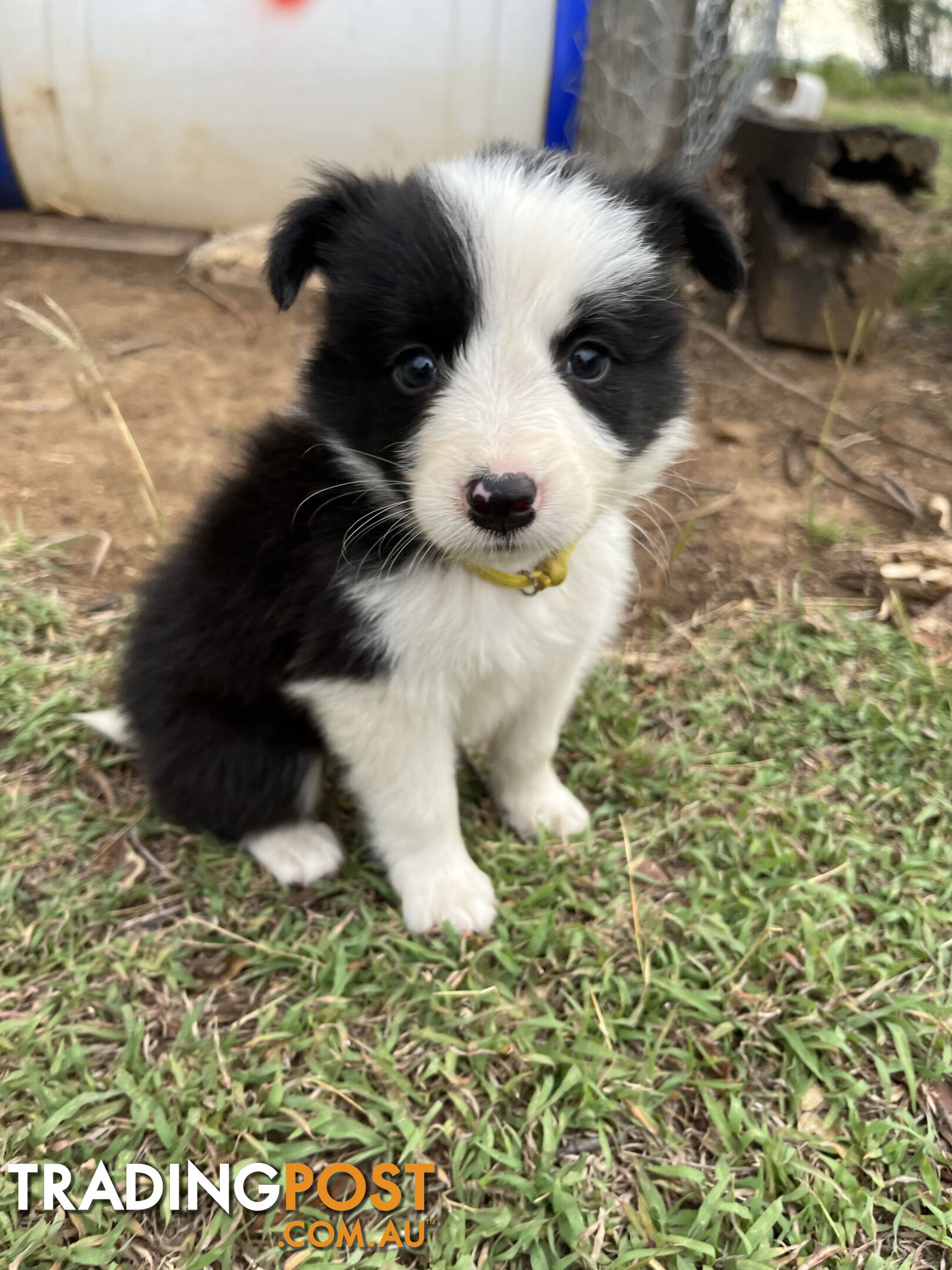 Border Collie puppies