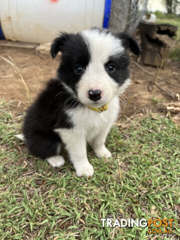 Border Collie puppies