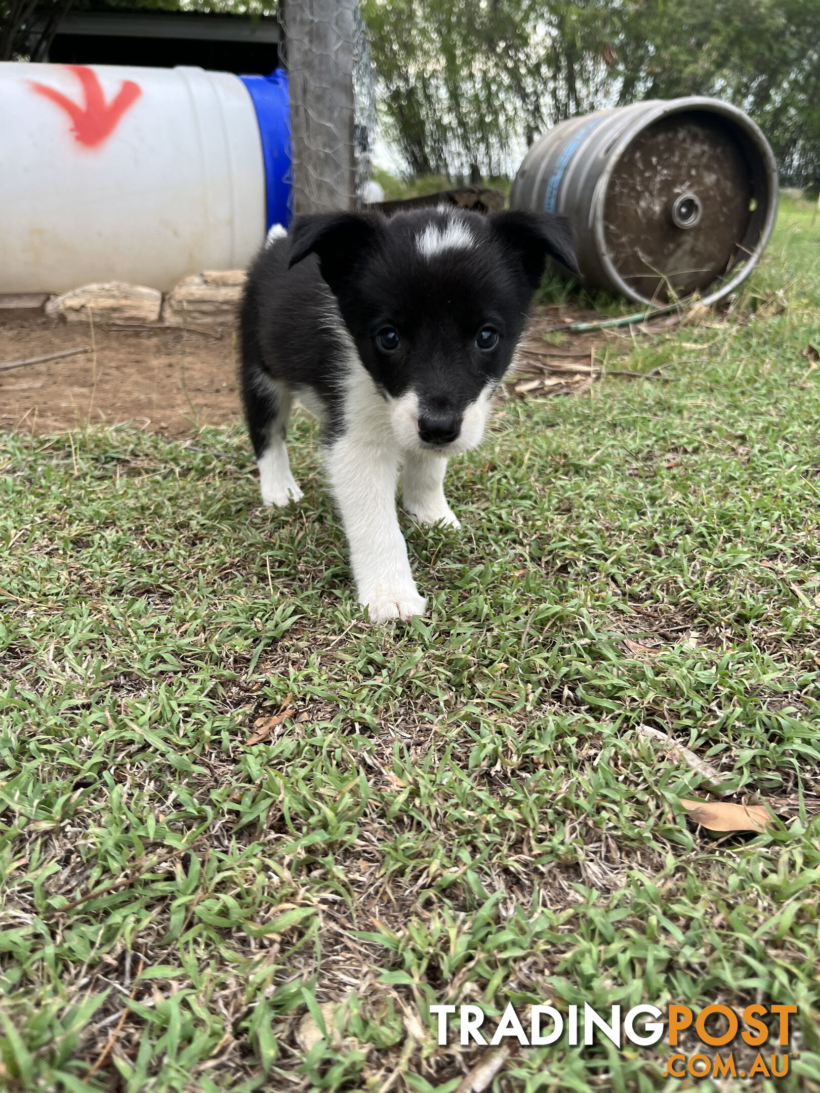 Border Collie puppies