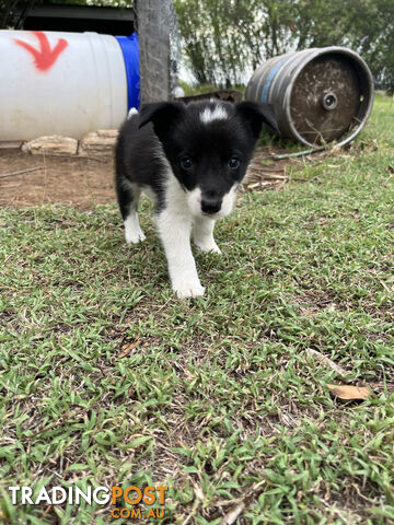 Border Collie puppies