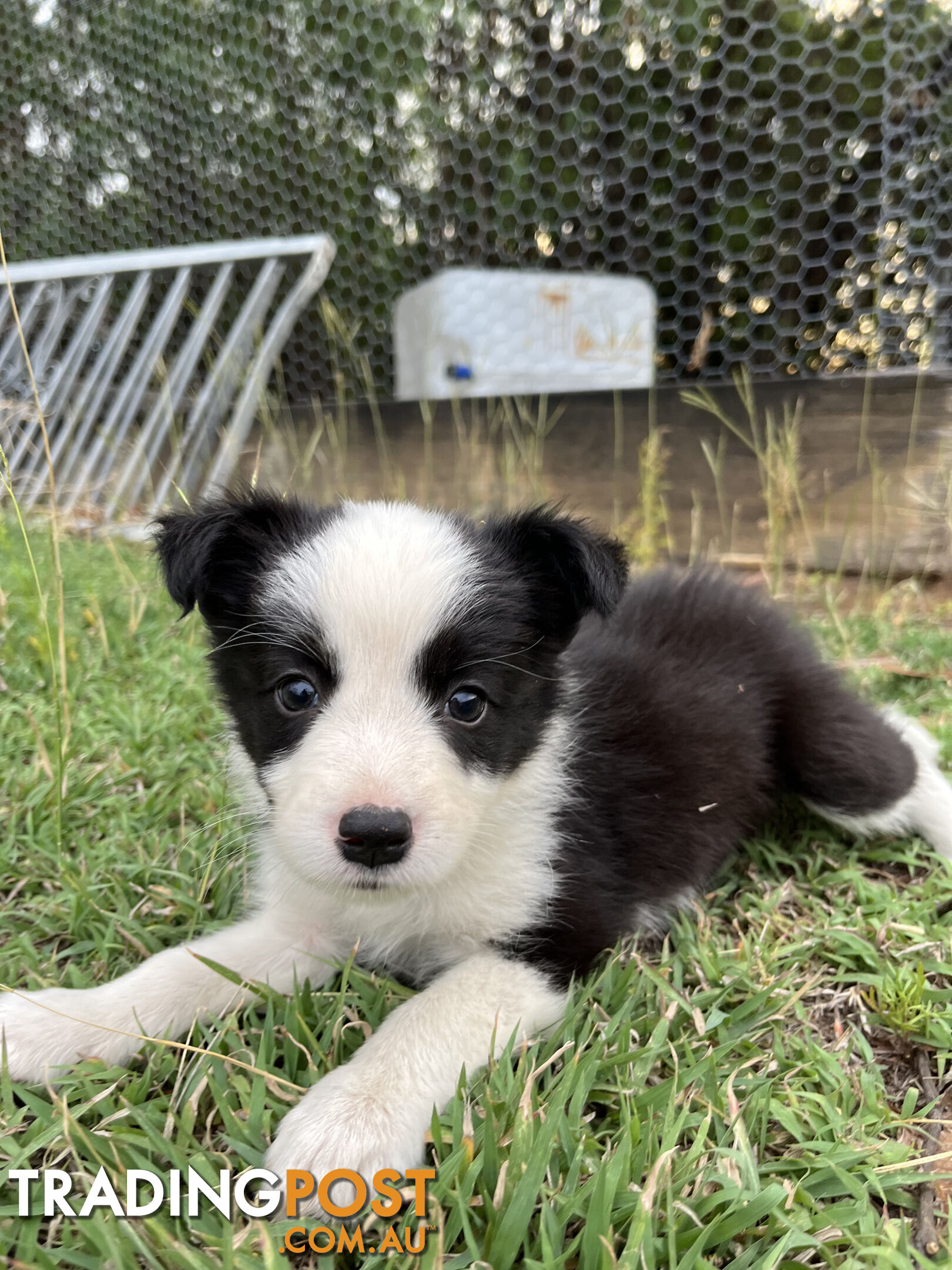 Border Collie puppies